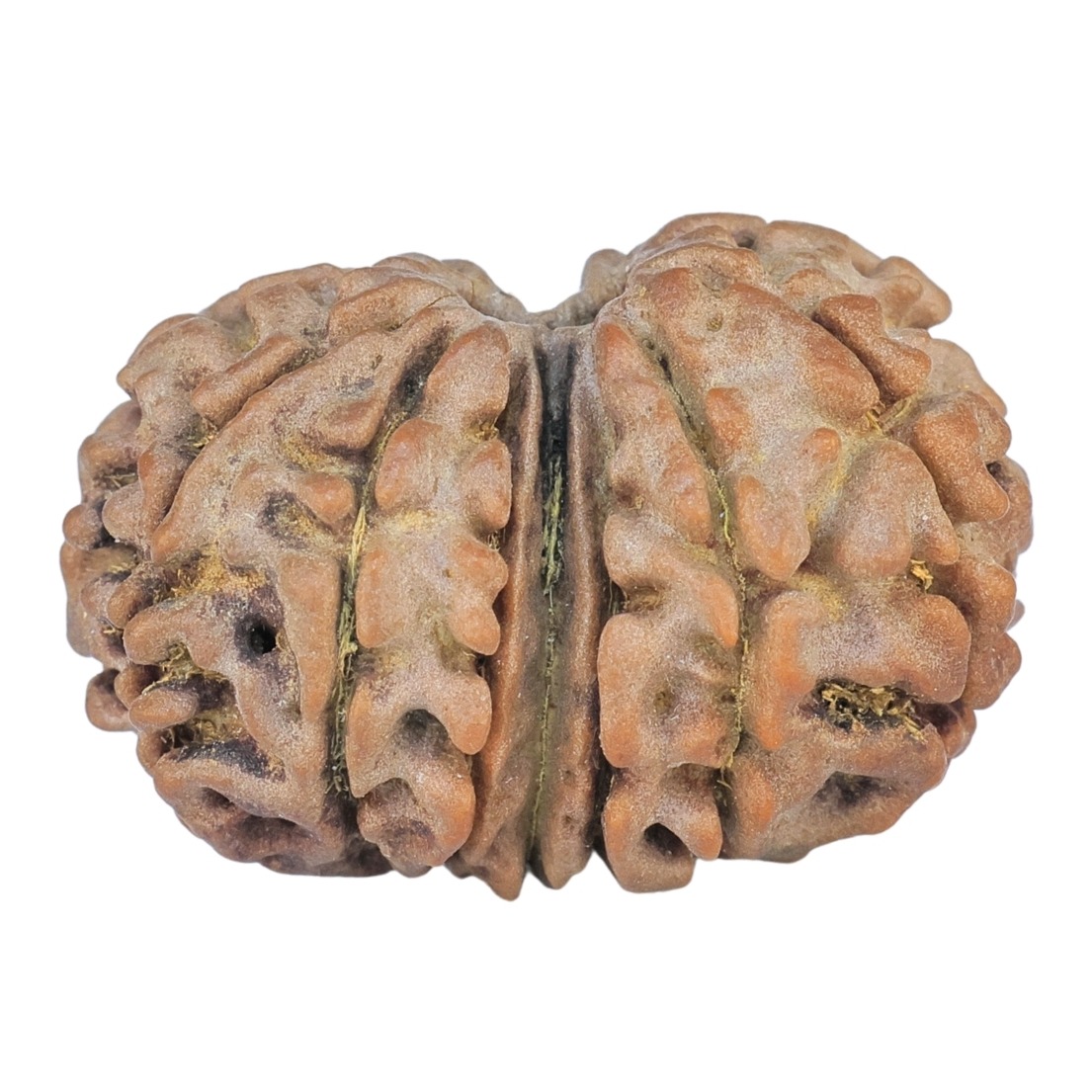 14 Mk Gaurishankar 21.4mm 2.26gm - Rudraksha back
