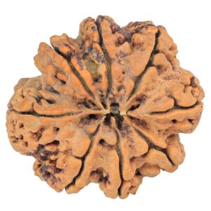 8 Mukhi Rudraksha 29.4mm 5.83gm - Rudraksha back