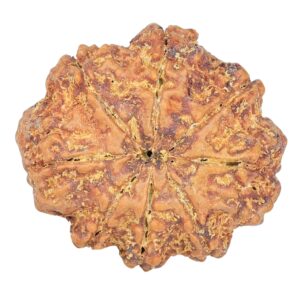 8 Mukhi Rudraksha 27.2mm 5.28gm - Rudraksha back