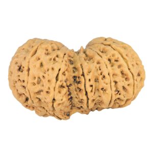 14 Mk Gaurishankar 38.6mm 7.72gm - Rudraksha back
