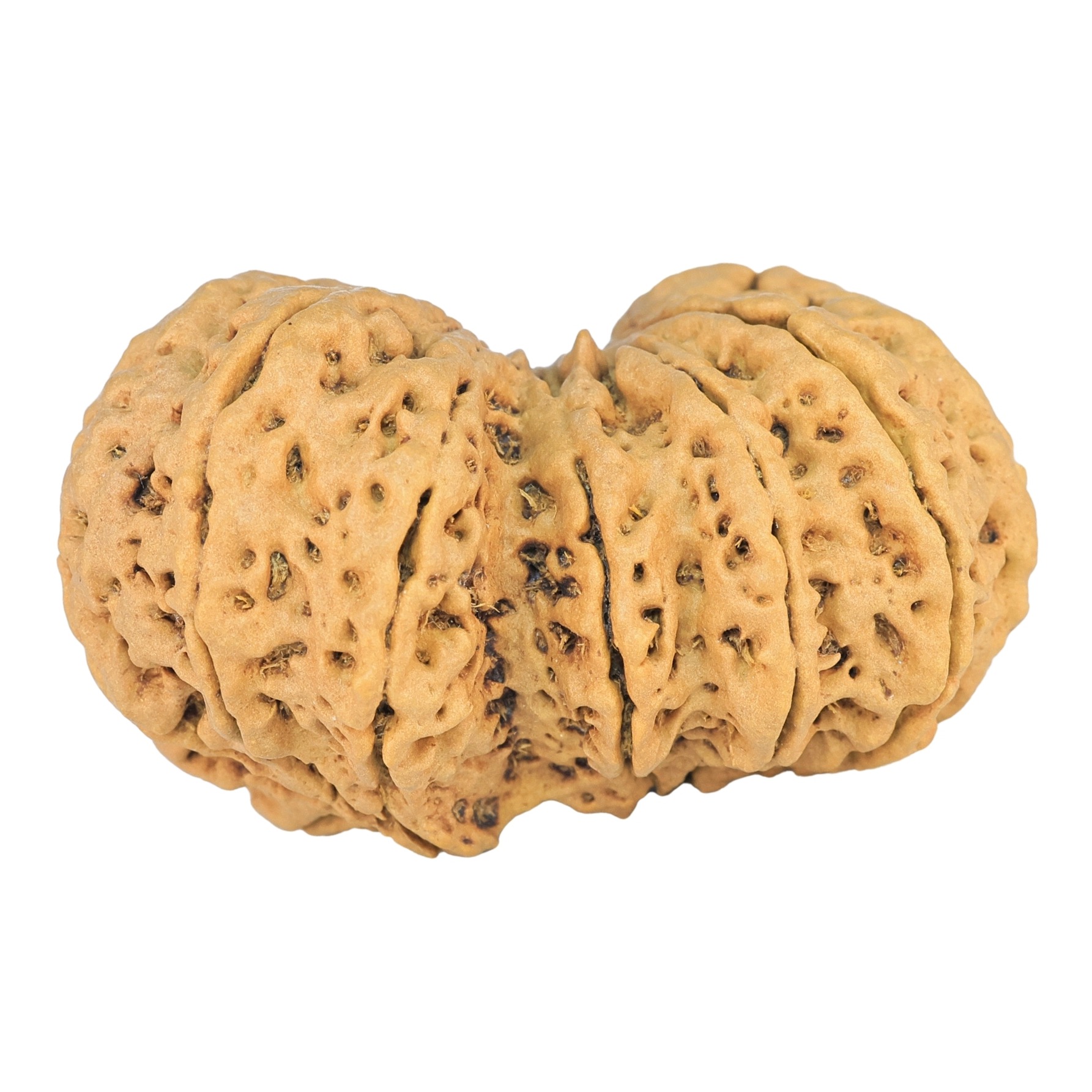 14 Mk Gaurishankar 38.6mm 7.72gm - Rudraksha back