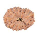 14 Mukhi Rudraksha 22.9mm 2.55gm - Rudraksha back