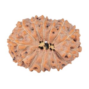 rudraksha_back_image-Znm__.jpg 14 Mukhi Rudraksha 22.9mm 2.55gm - Rudraksha back