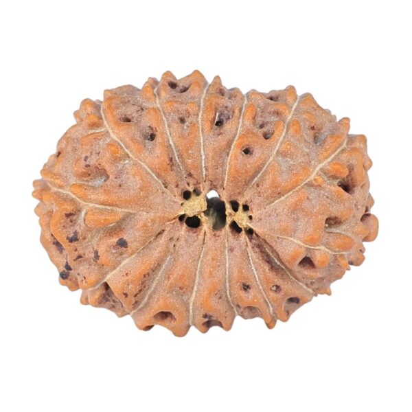 14 Mukhi Rudraksha 22.9mm 2.55gm - Rudraksha back