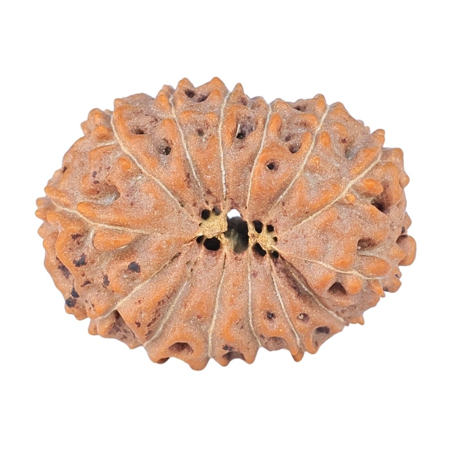 14 Mukhi Rudraksha 22.9mm 2.55gm - Rudraksha back