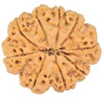 9 Mukhi Rudraksha 28.2mm 5.39gm - Rudraksha back