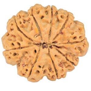 9 Mukhi Rudraksha 28.2mm 5.39gm - Rudraksha back