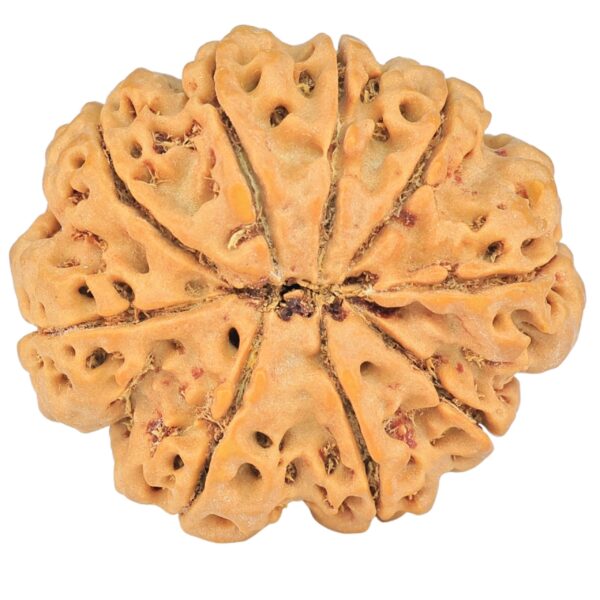 9 Mukhi Rudraksha 28.2mm 5.39gm - Rudraksha back