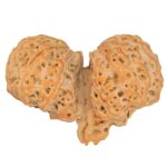 11 Mk Gaurishankar & Ganesh 44.4mm 11.64gm - Rudraksha back