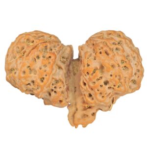 11 Mk Gaurishankar & Ganesh 44.4mm 11.64gm - Rudraksha back