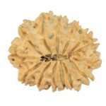 14 Mukhi Rudraksha 24.1mm 2.85gm - Rudraksha back