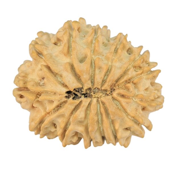 14 Mukhi Rudraksha 24.1mm 2.85gm - Rudraksha back
