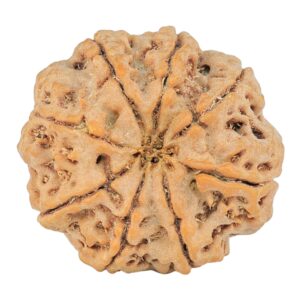 8 Mukhi Rudraksha 26mm 5.72gm - Rudraksha back