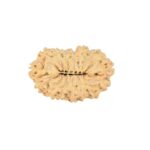 16 Mukhi Rudraksha 22.2mm 2gm - Rudraksha back