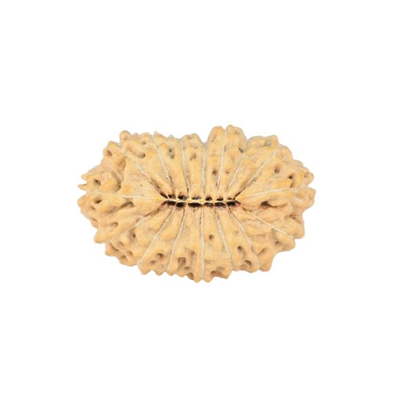 16 Mukhi Rudraksha 22.2mm 2gm - Rudraksha back