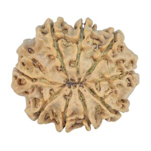 9 Mukhi Rudraksha 26.6mm 4.49gm - Rudraksha back