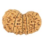 14 Mk Gaurishankar 33.6mm 5.93gm - Rudraksha back