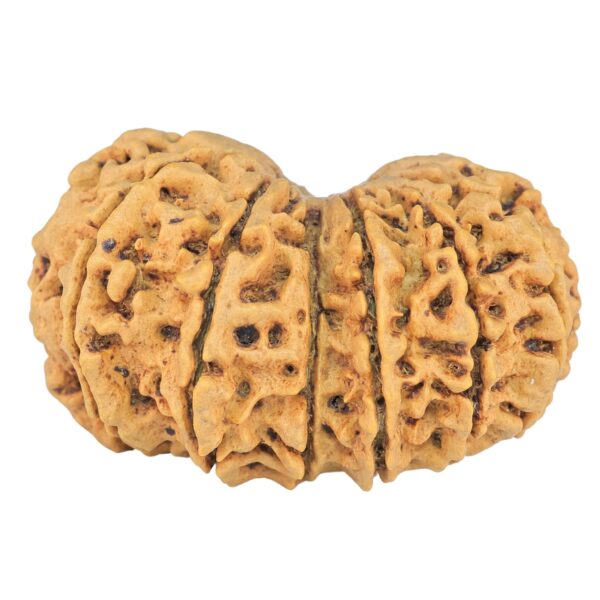 14 Mk Gaurishankar 33.6mm 5.93gm - Rudraksha back