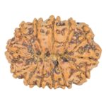 13 Mukhi Rudraksha 31mm 6.17gm - Rudraksha back