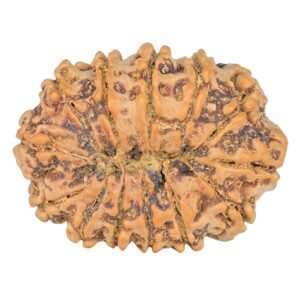 13 Mukhi Rudraksha 31mm 6.17gm - Rudraksha back