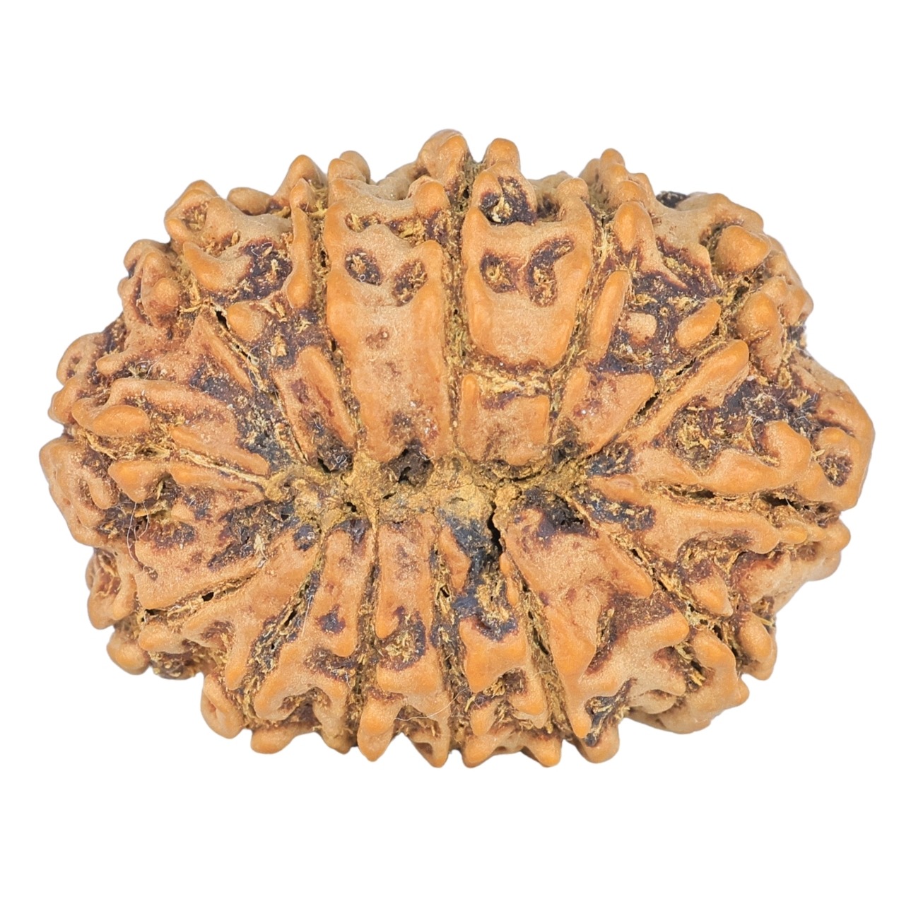 13 Mukhi Rudraksha 31mm 6.17gm - Rudraksha back