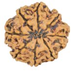 8 Mukhi Rudraksha 25.1mm 4.22gm - Rudraksha back