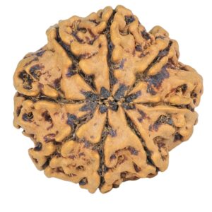 8 Mukhi Rudraksha 25.1mm 4.22gm - Rudraksha back