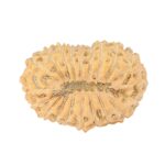 20 Mukhi Rudraksha 21.8mm 2gm - Rudraksha back