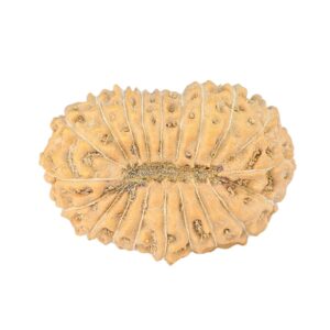 20 Mukhi Rudraksha 21.8mm 2gm - Rudraksha back