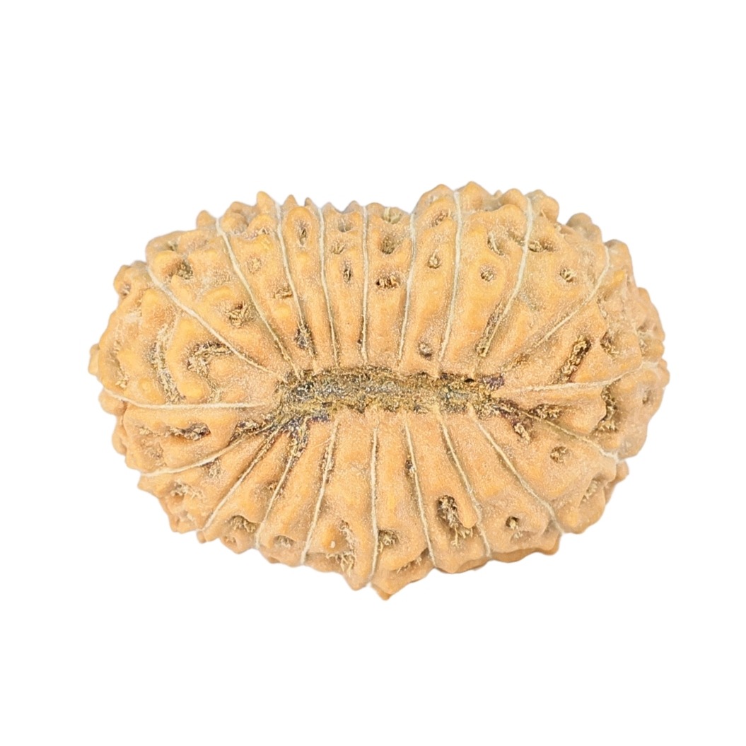 20 Mukhi Rudraksha 21.8mm 2gm - Rudraksha back