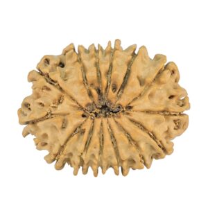 14 Mukhi Rudraksha 24mm 2.24gm - Rudraksha back