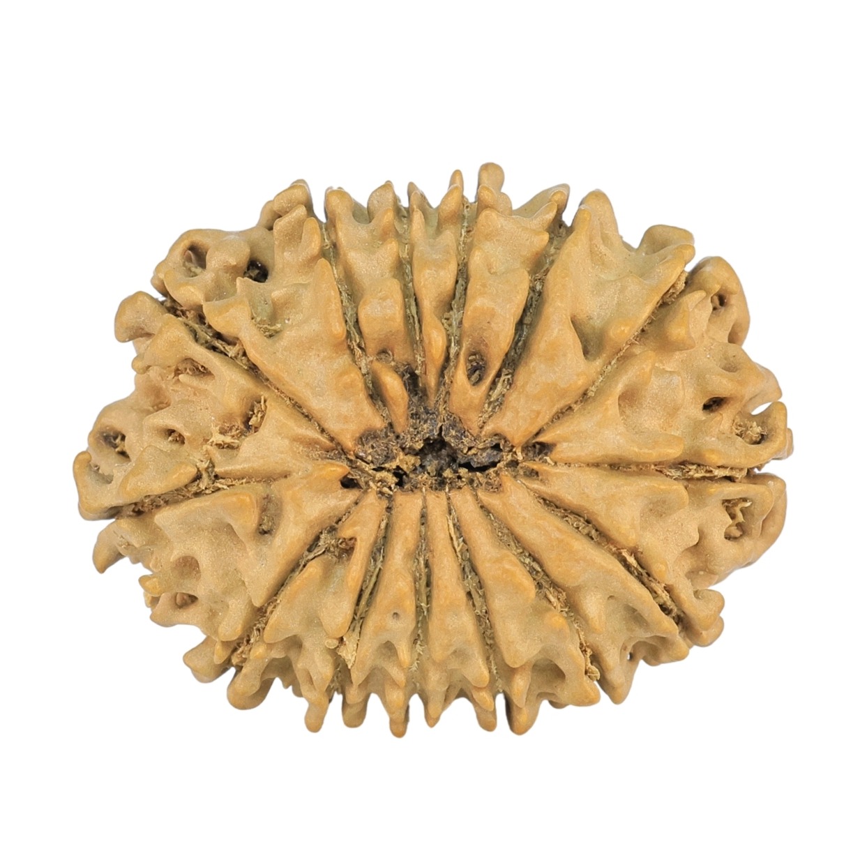 14 Mukhi Rudraksha 24mm 2.24gm - Rudraksha back