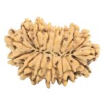 16 Mukhi Rudraksha 24mm 2.07gm - Rudraksha back