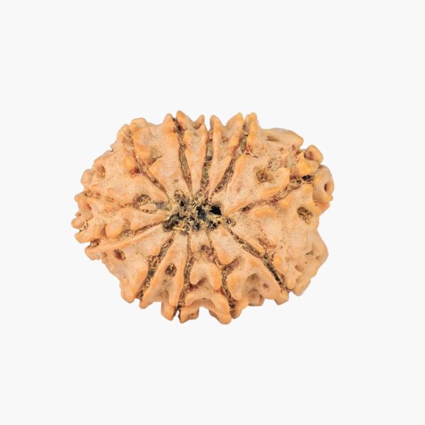 11 Mukhi Rudraksha 24.5mm 3.11gm - Rudraksha back