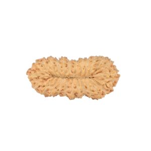 26 Mukhi Rudraksha 24.5mm 1.66gm - Rudraksha back
