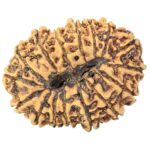 16 Mukhi Rudraksha 33.6mm 3.28gm - Rudraksha back