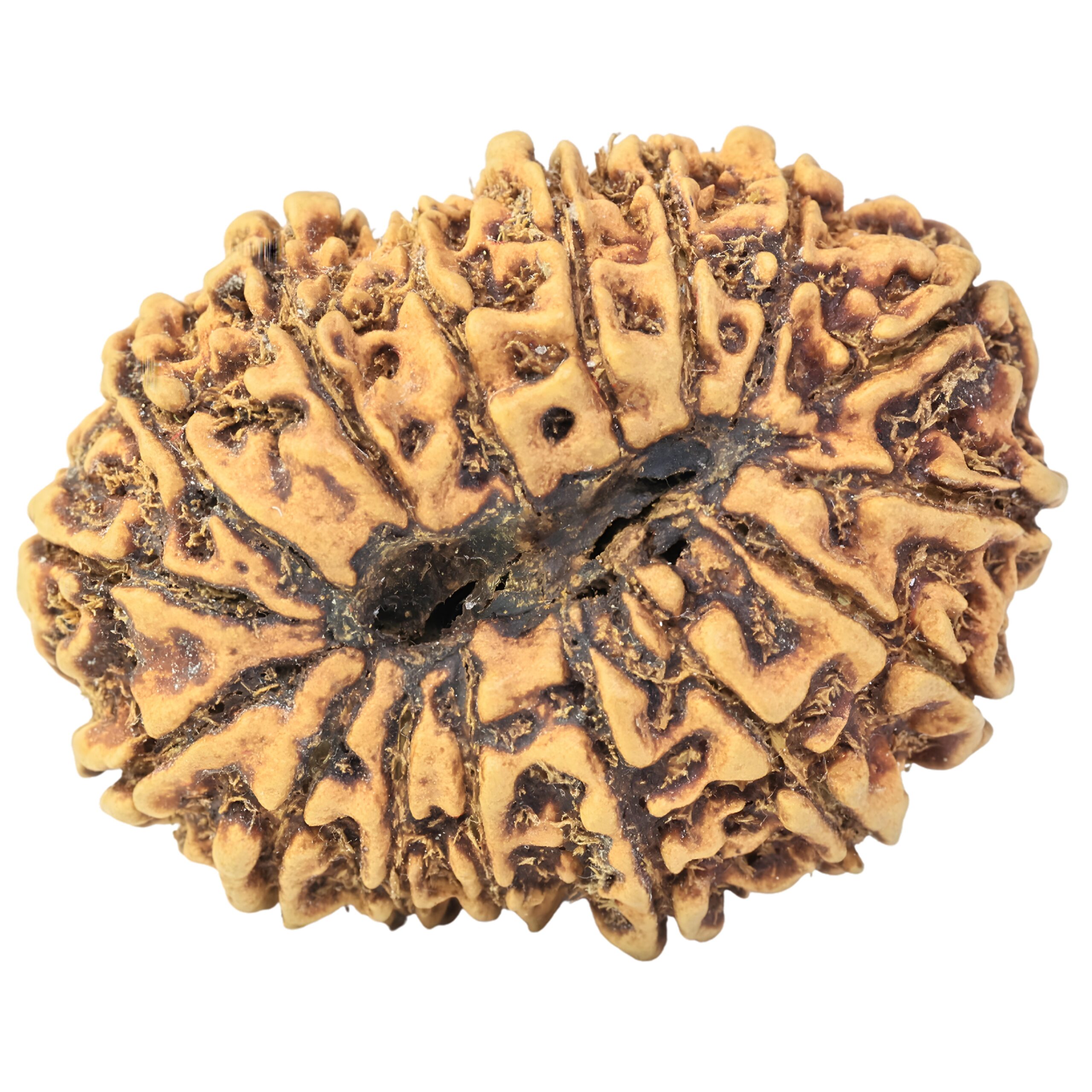 16 Mukhi Rudraksha 33.6mm 3.28gm - Rudraksha back