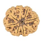 8 Mukhi Rudraksha 27.6mm 4.88gm - Rudraksha back