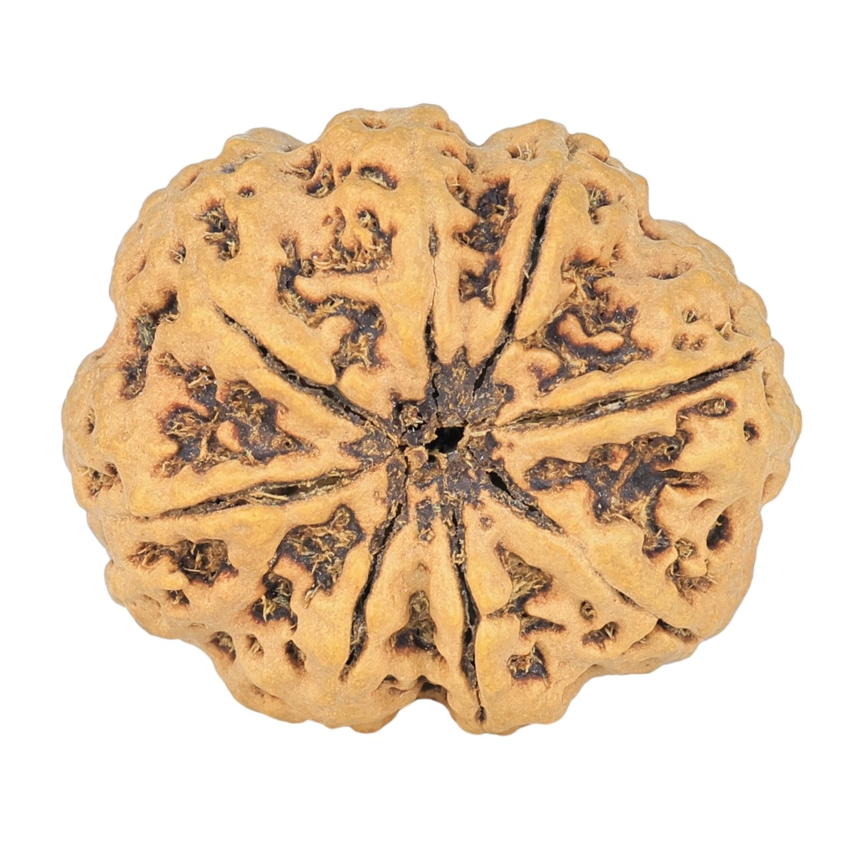 8 Mukhi Rudraksha 27.6mm 4.88gm - Rudraksha back