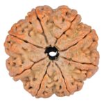 8 Mukhi Rudraksha 32.4mm 8.68gm - Rudraksha back