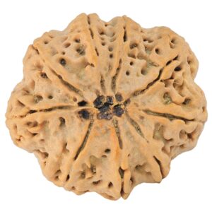 9 Mukhi Rudraksha 32.4mm 8.44gm - Rudraksha back