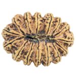 15 Mukhi Rudraksha 33.9mm 5.19gm - Rudraksha back