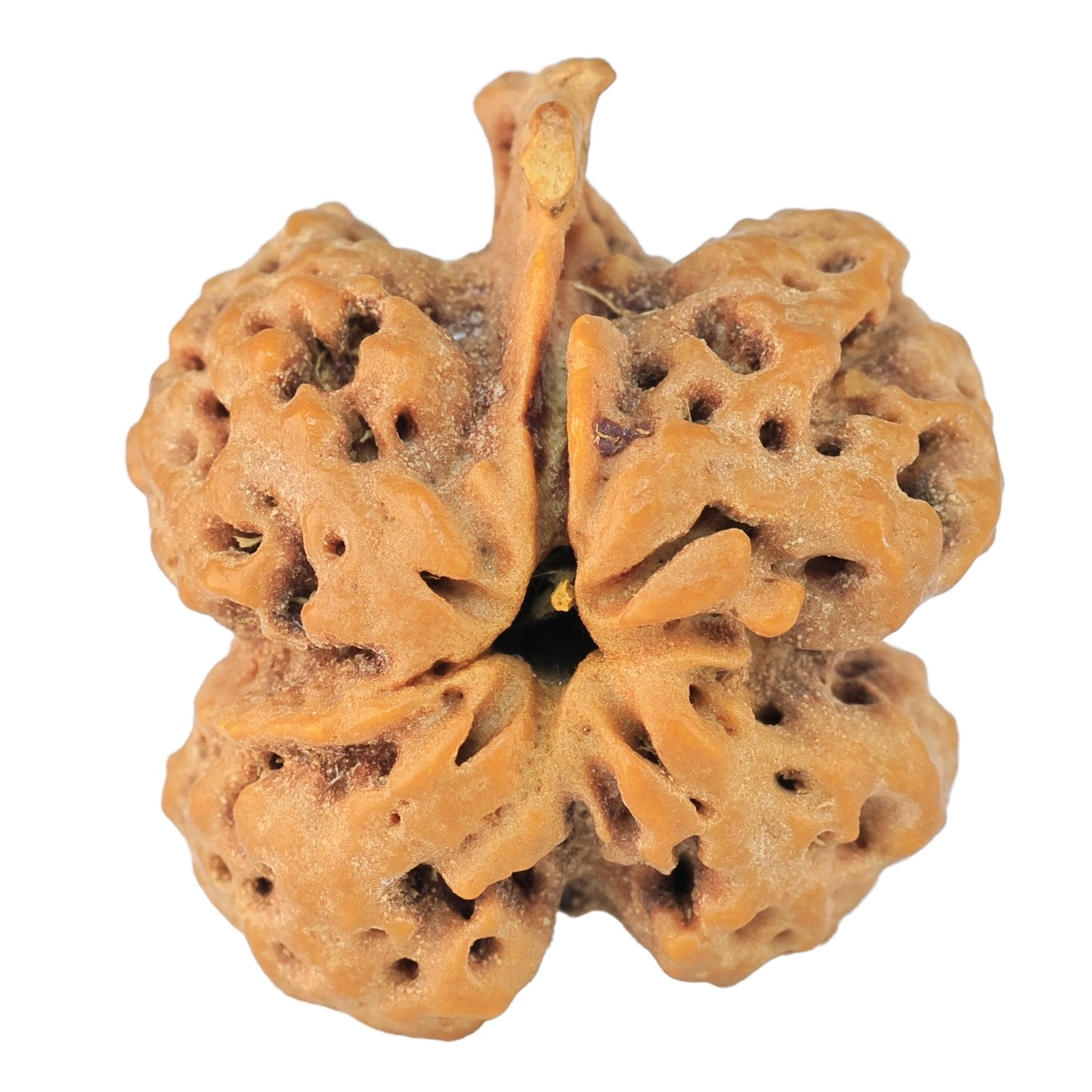 ( U/D ) Ganesh 25.7mm 4.85gm - Rudraksha back