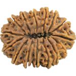 15 Mukhi Rudraksha 37.5mm 10gm - Rudraksha back
