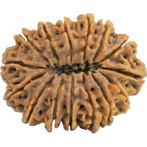 15 Mukhi Rudraksha 37.5mm 10gm - Rudraksha back