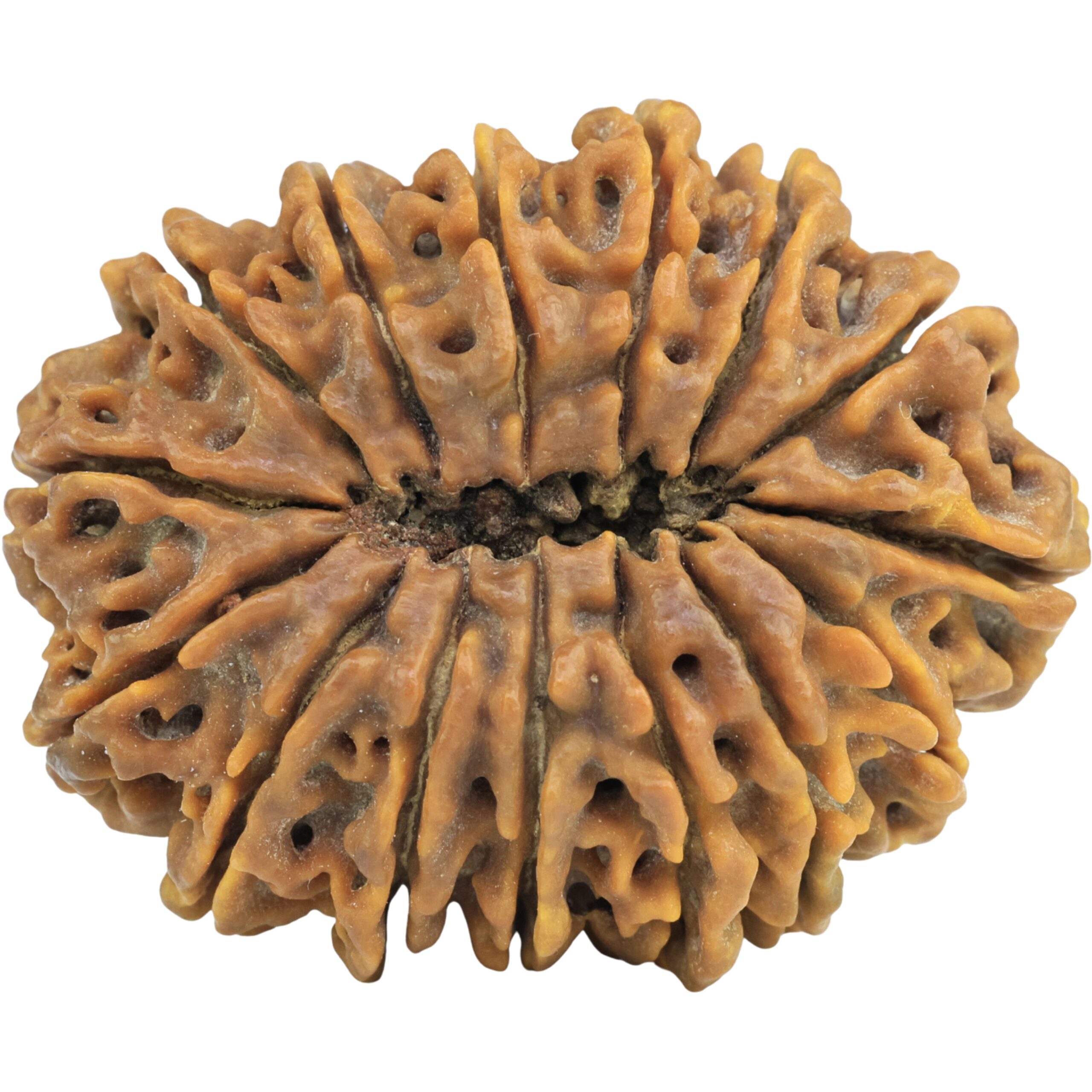 15 Mukhi Rudraksha 37.5mm 10gm - Rudraksha back