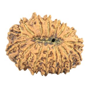 16 Mukhi Rudraksha 30.5mm 5.24gm - Rudraksha back