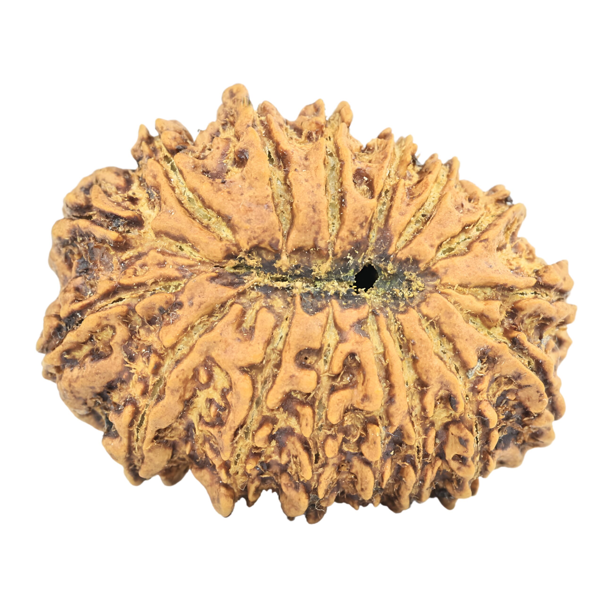 16 Mukhi Rudraksha 30.5mm 5.24gm - Rudraksha back