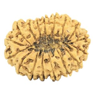 17 Mukhi Rudraksha 32.6mm 5gm - Rudraksha back