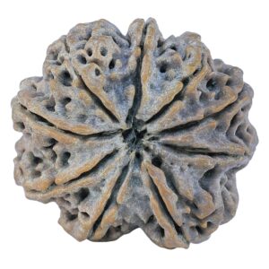 9 Mukhi Rudraksha 29.1mm 6.67gm - Origin: Nepal - Rudraksha back